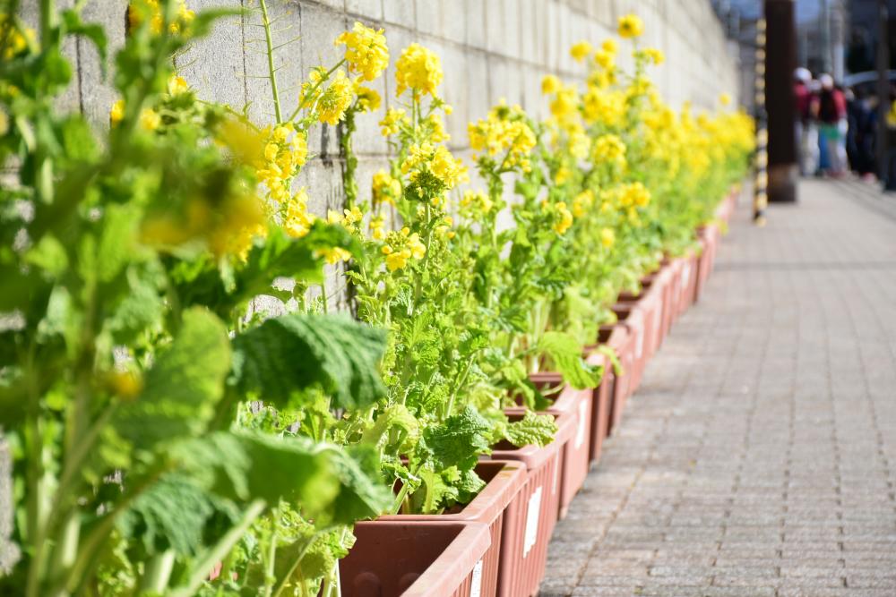 八戸の里駅周辺の菜の花