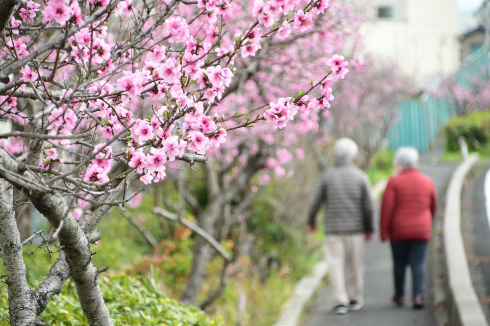 桃の並木を歩く老夫婦