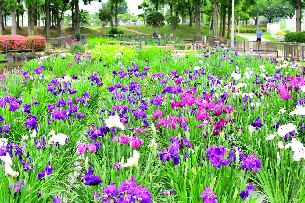 花しょうぶ池の様子