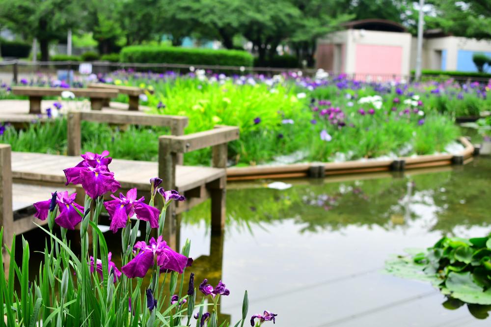 池の様子