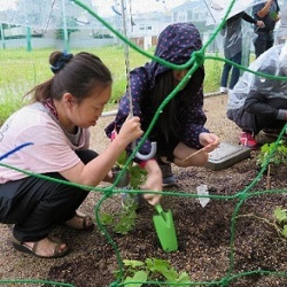 植え付け作業