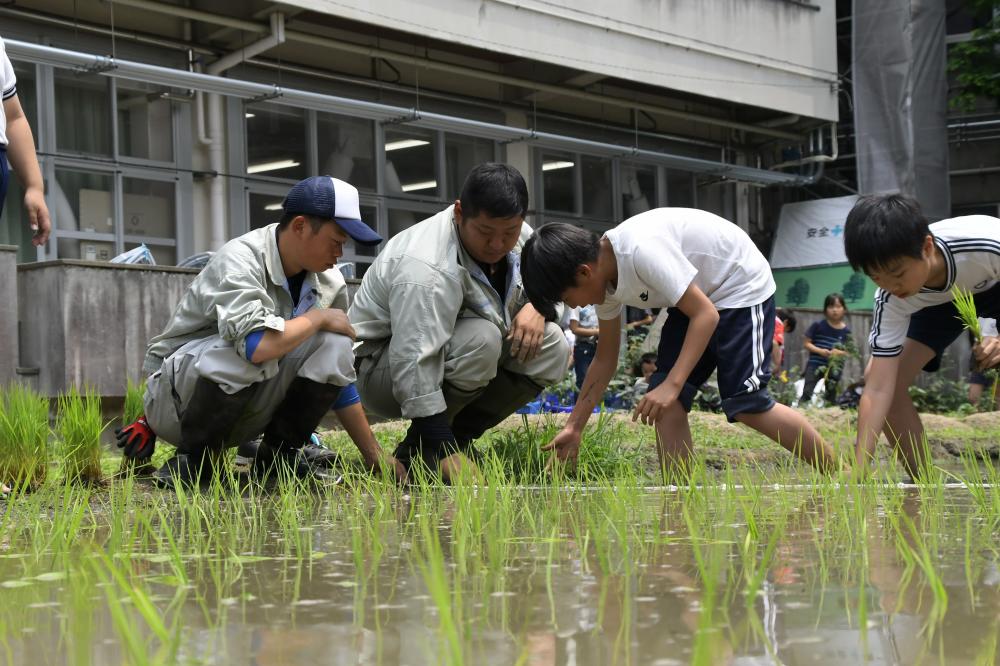 田植え体験の様子