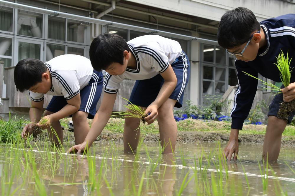 田植えに挑戦する児童