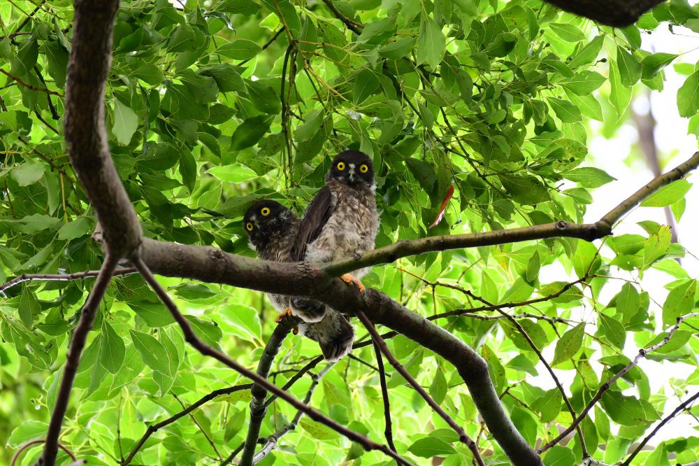 アオバズクのヒナ