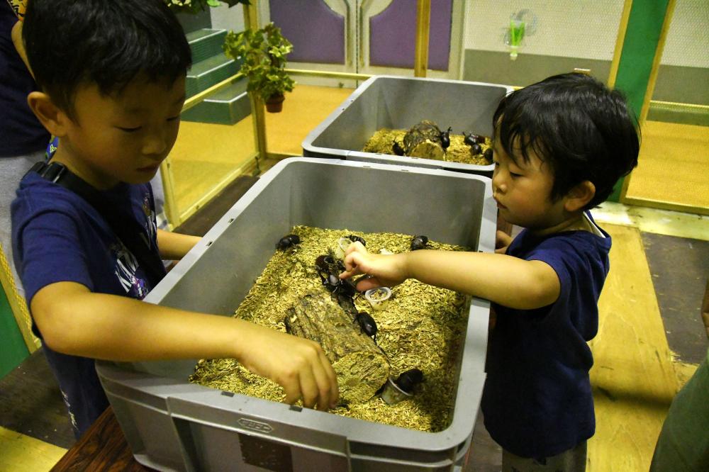 カブトムシに触れる子ども