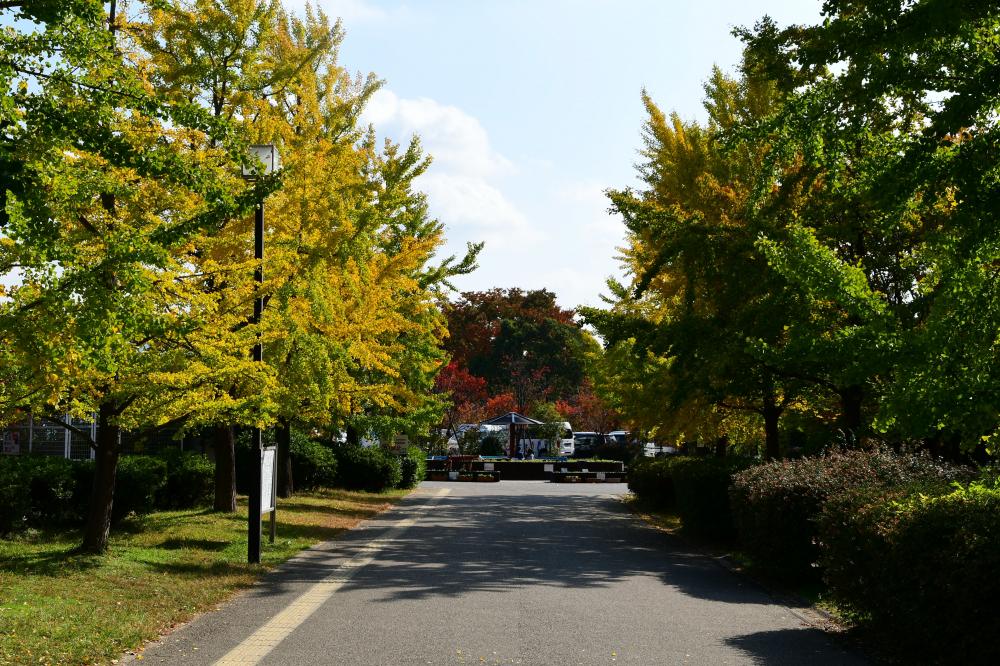 八戸の里公園の紅葉2