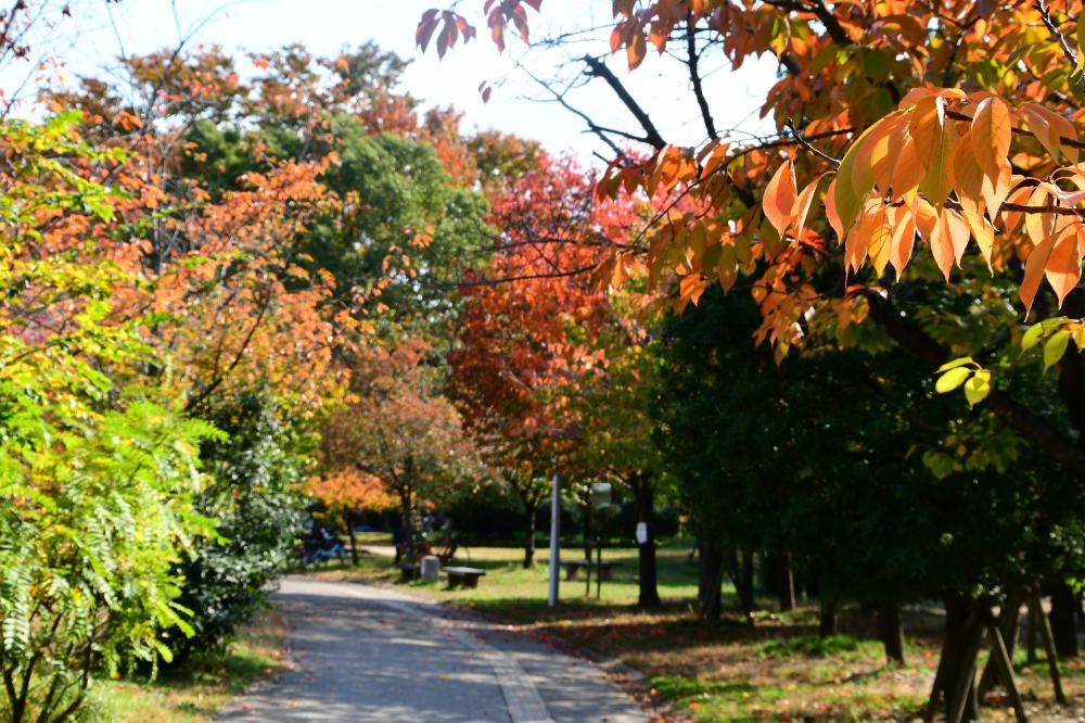 八戸の里公園の紅葉1