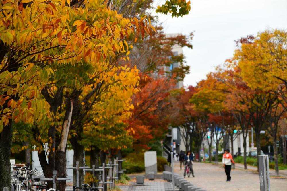 市役所周辺の紅葉2