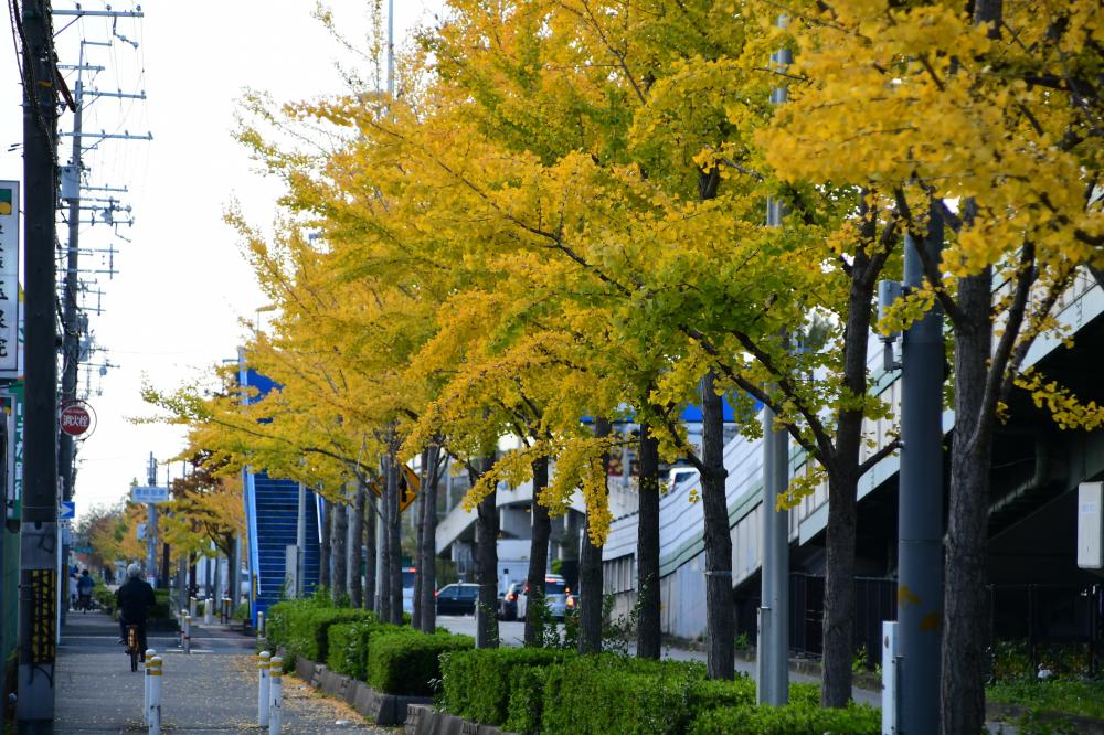 中央環状線沿いの紅葉