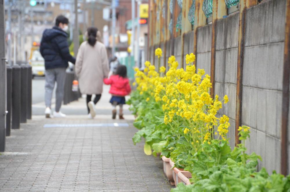 植えられた菜の花との様子