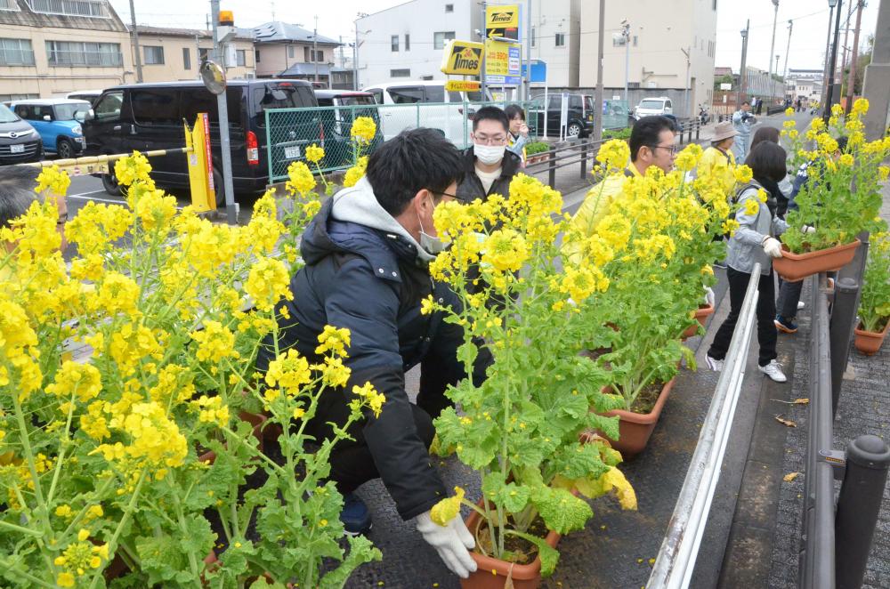 菜の花を運搬する様子