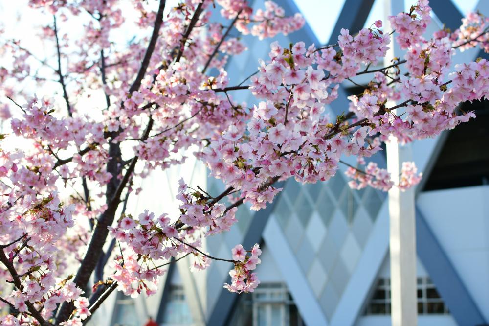 ラグビー場をバックに咲く桜