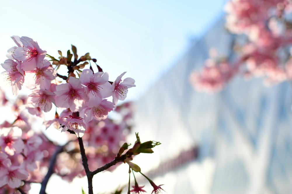 桜