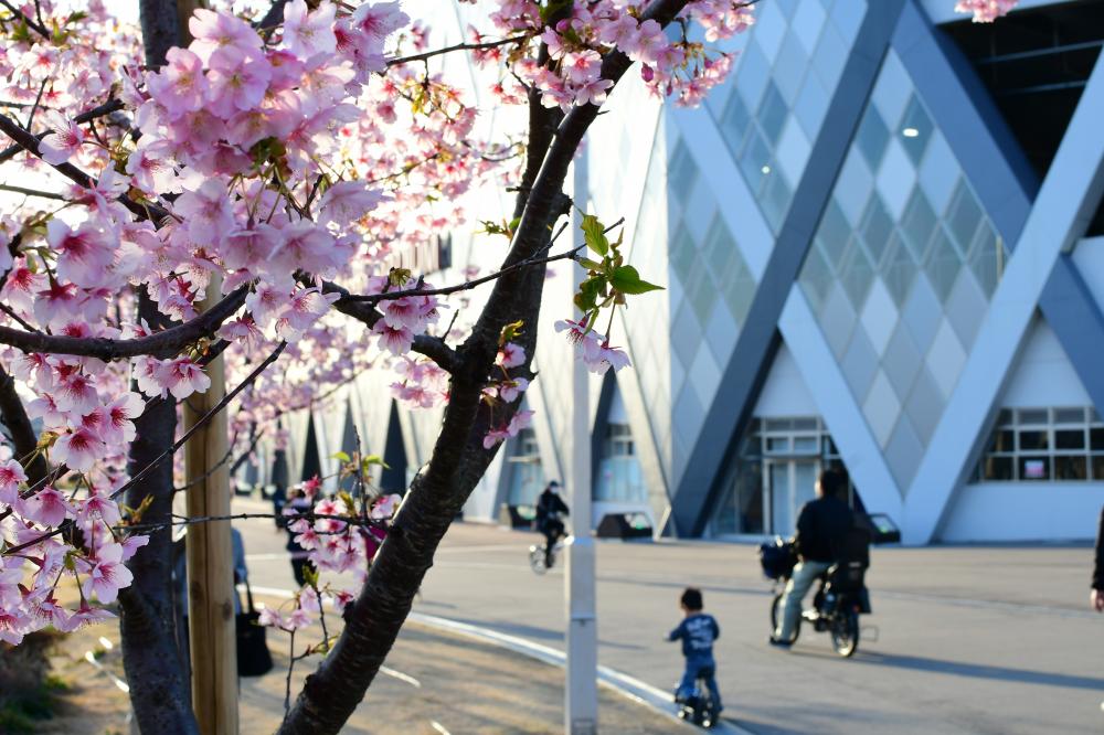 ラグビー場と河津桜