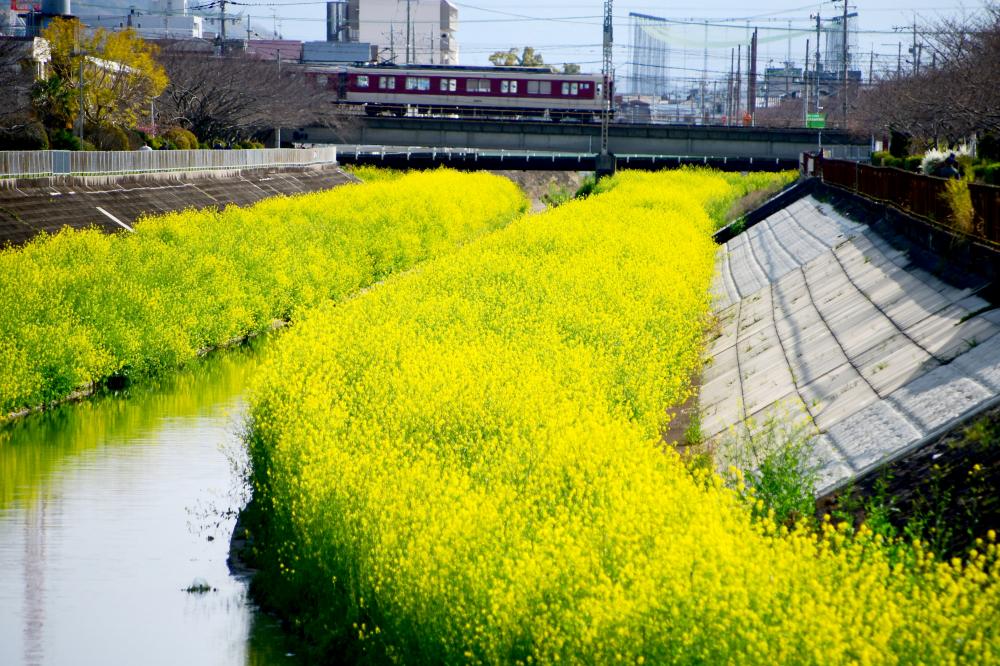 恩智川沿いに咲く菜の花