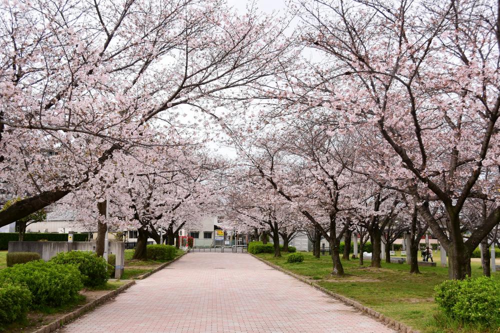 公園の桜