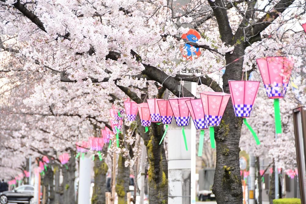 ぼんぼりと桜