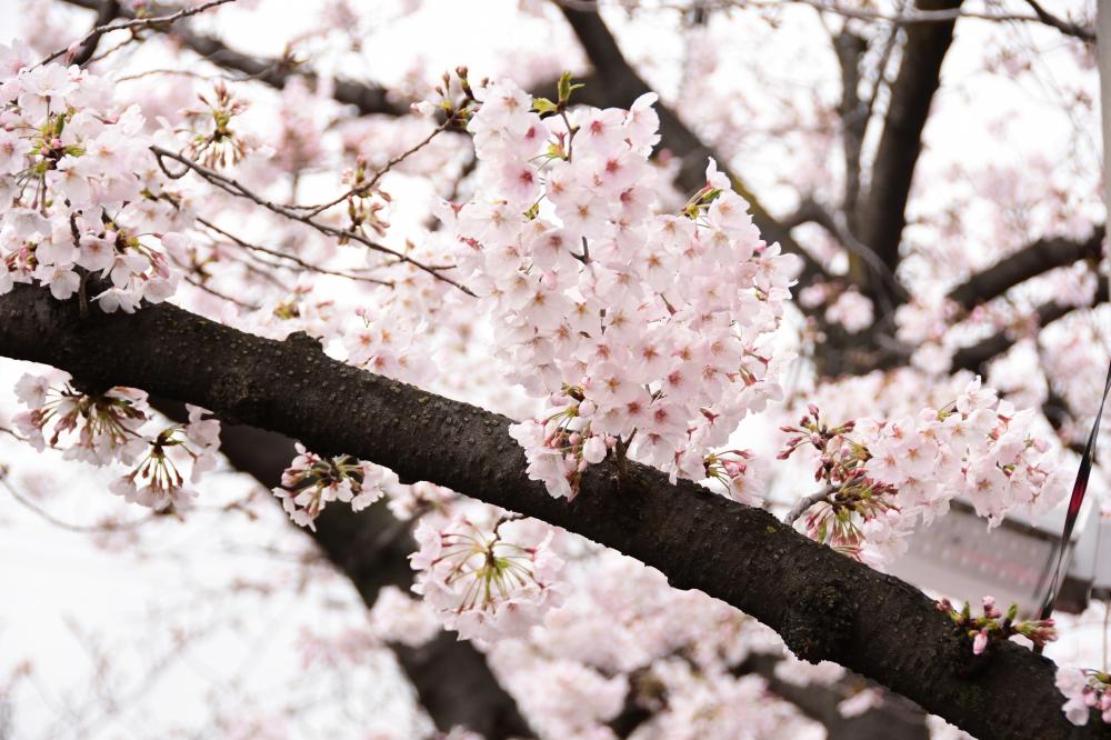 桜