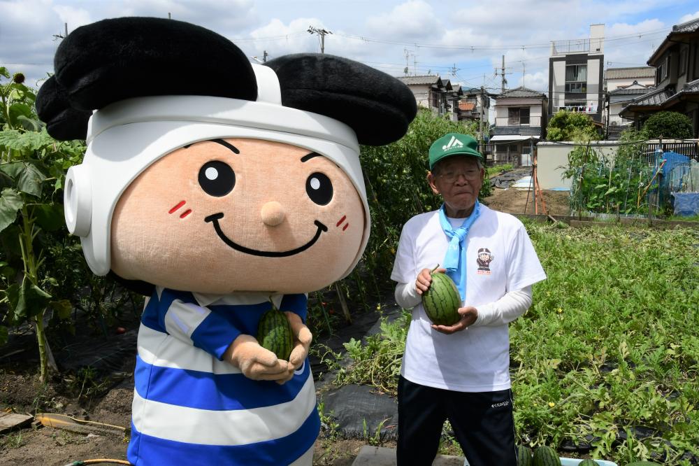 令和2年7月16日 今年もこの時期がやってきた！ラグビースイカの収穫