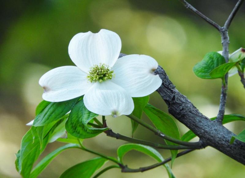 季節の代表的な植物の育て方 春 東大阪市