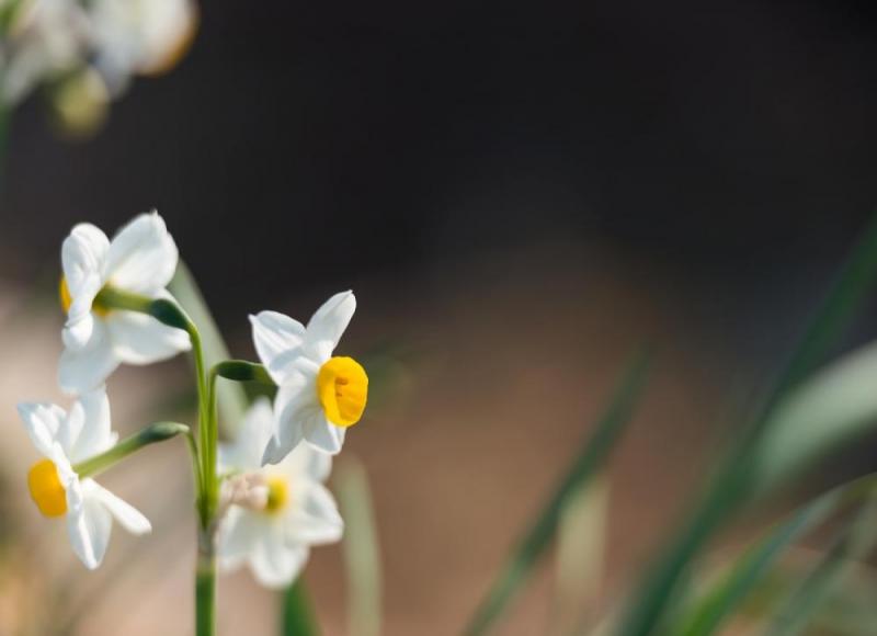 スイセンの花