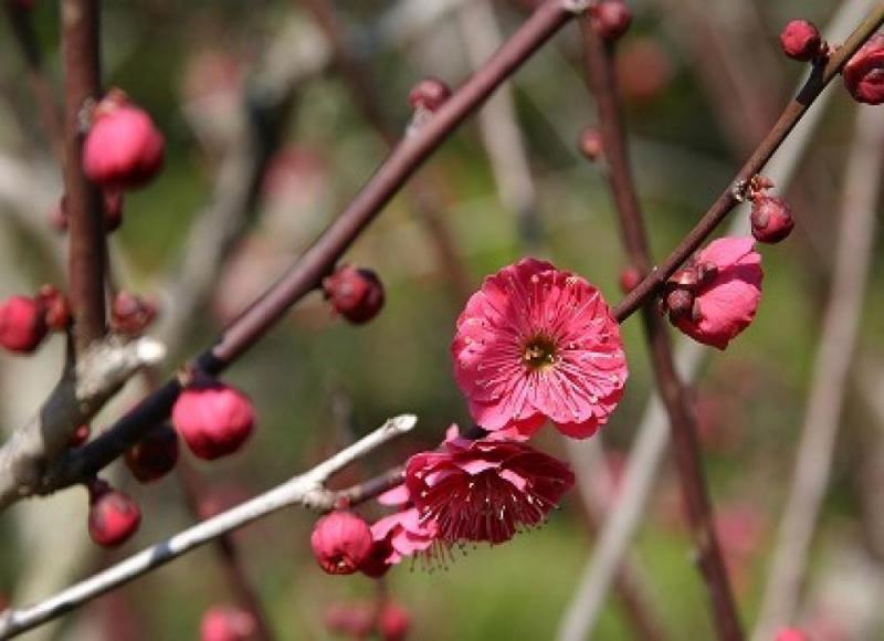 ウメの花