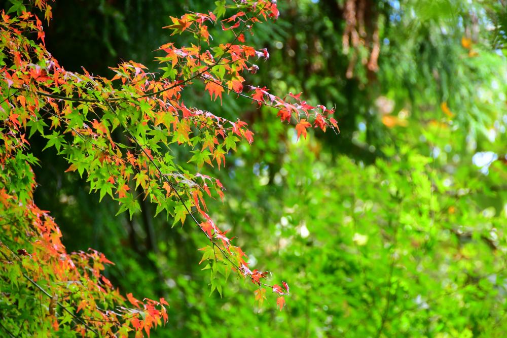 生駒山の紅葉4