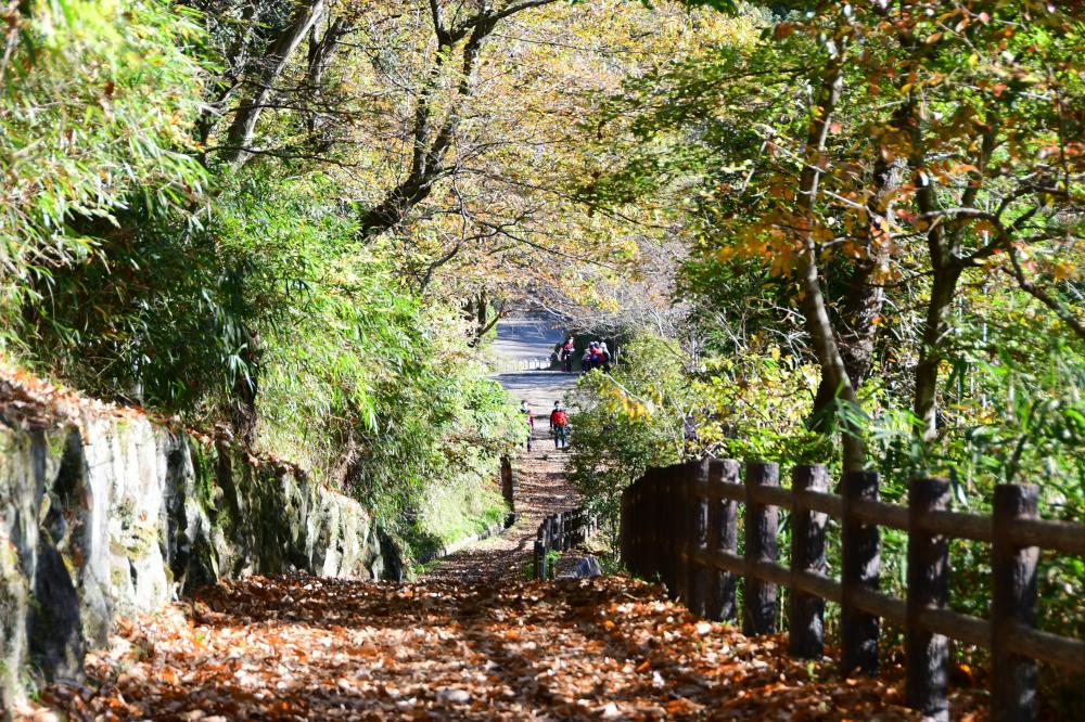 枚岡公園の紅葉1