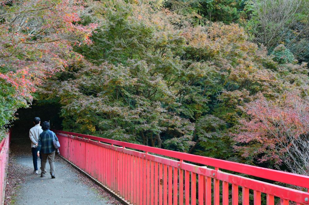 枚岡公園の紅葉2