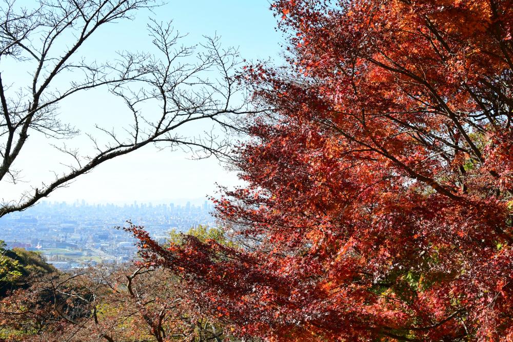 枚岡公園の紅葉4