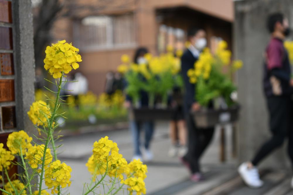 風にゆれる菜の花