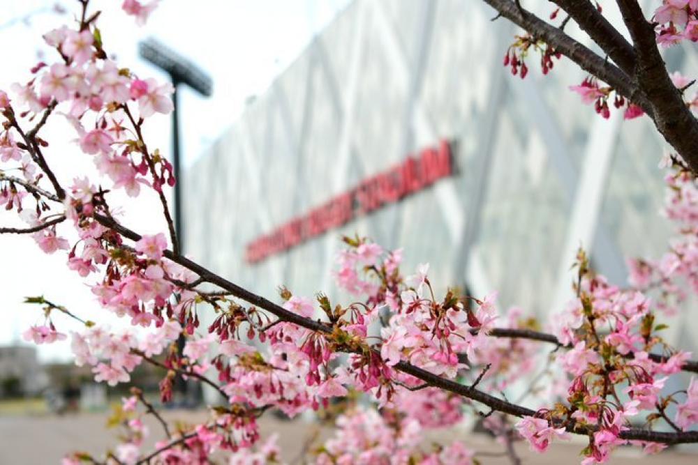 ラグビー場近くの河津桜