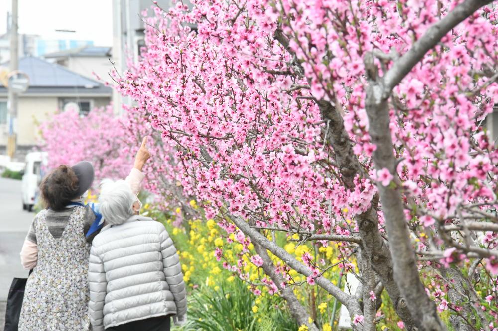 稲田桃の花1