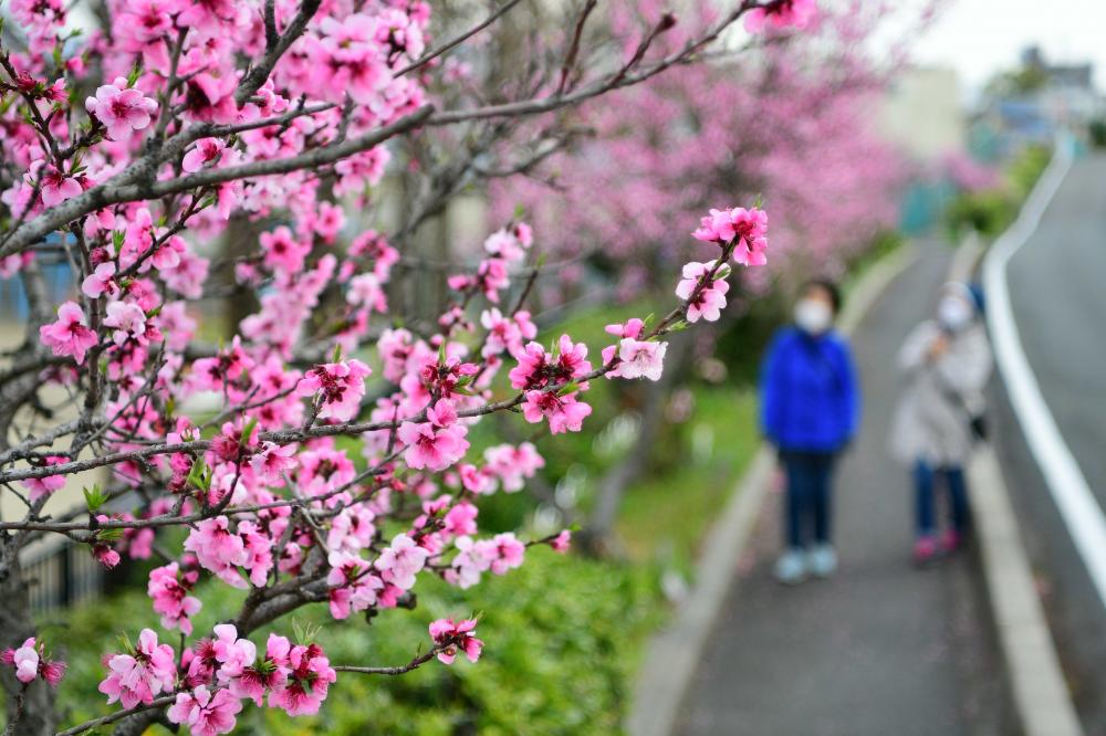 稲田桃の花2