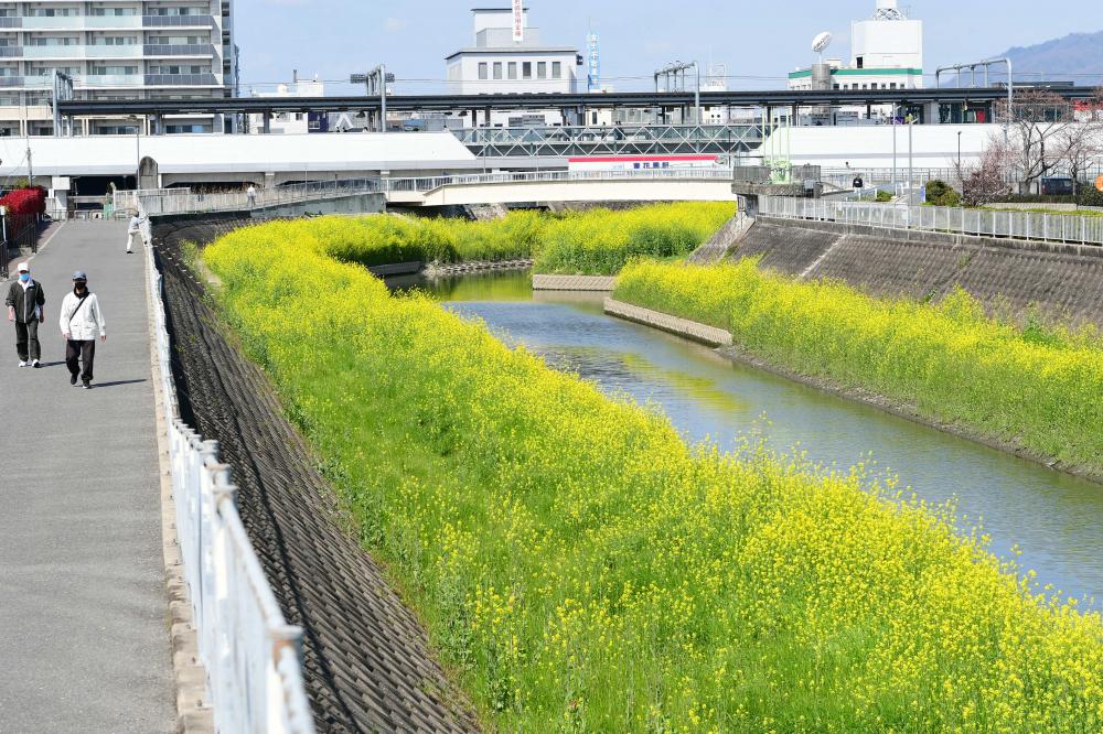 菜の花の風景(1)