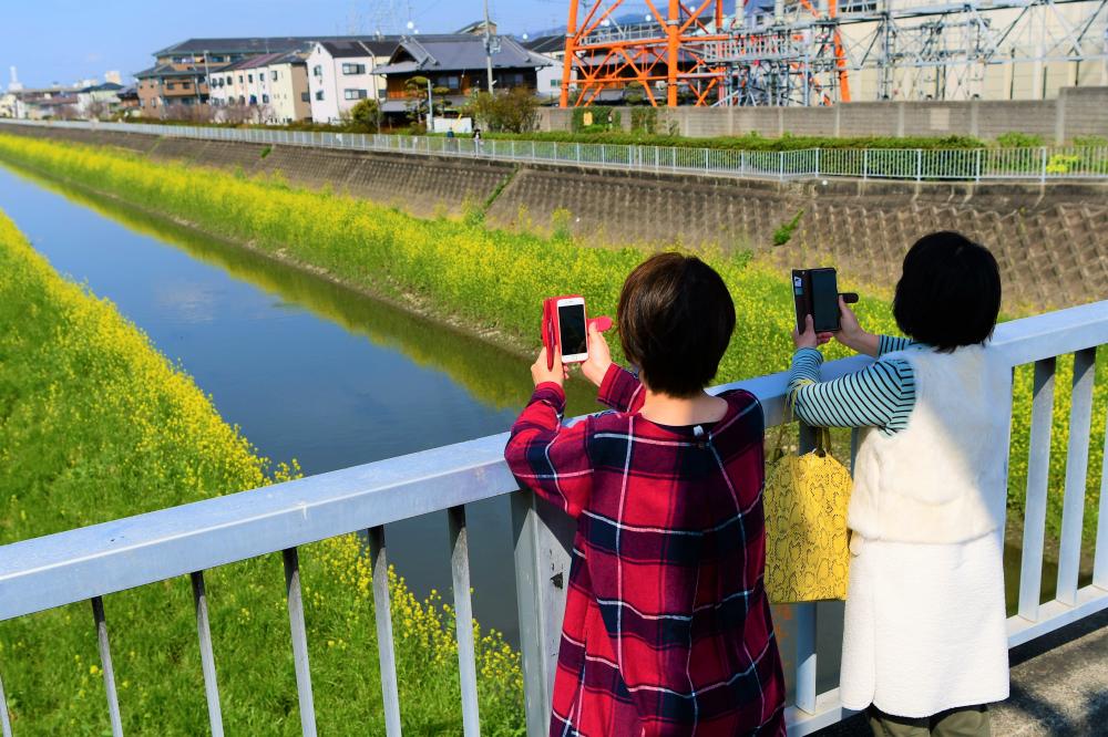 菜の花の風景(2)