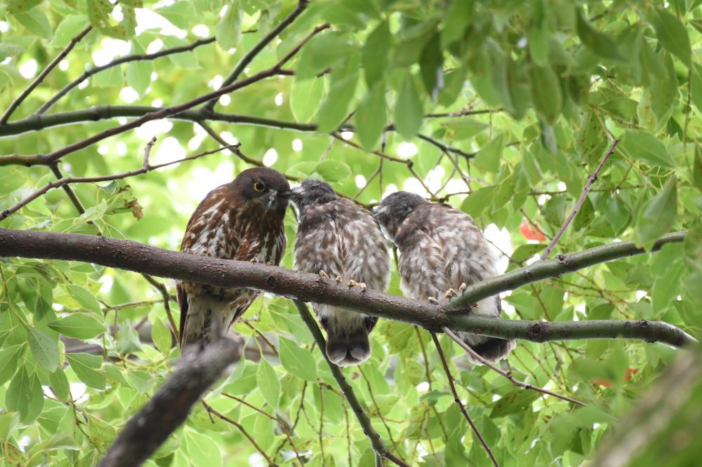 アオバズクの写真