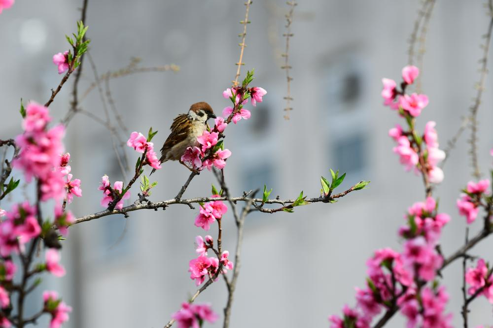 稲田桃の花とスズメ