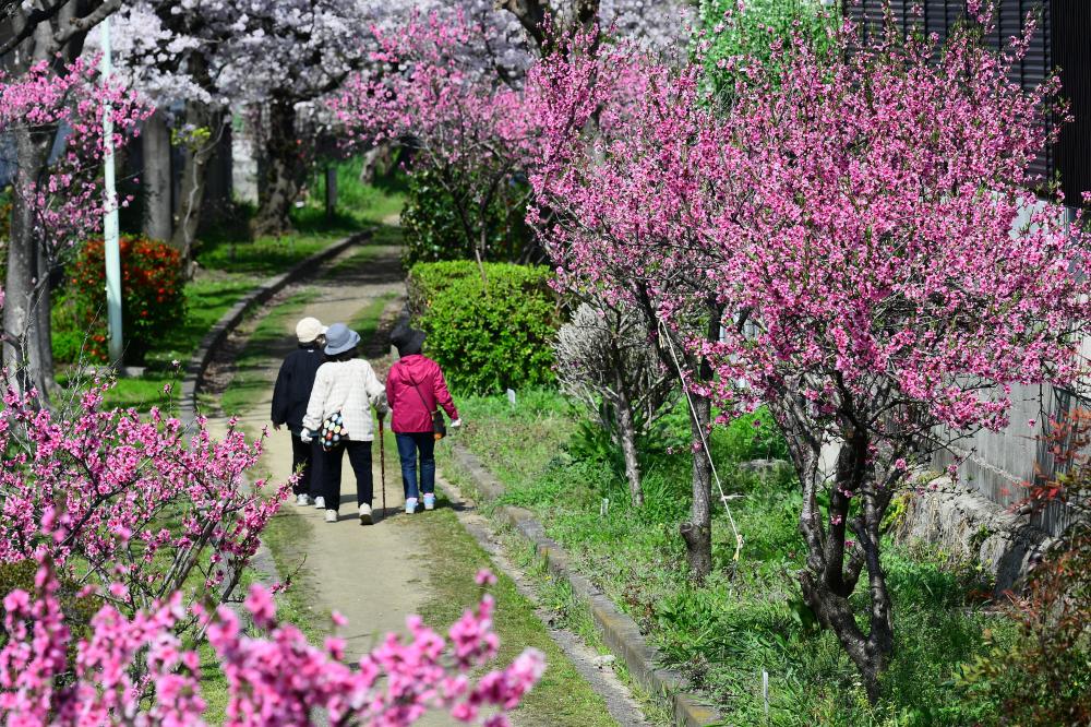 稲田桃の花を観賞をする人