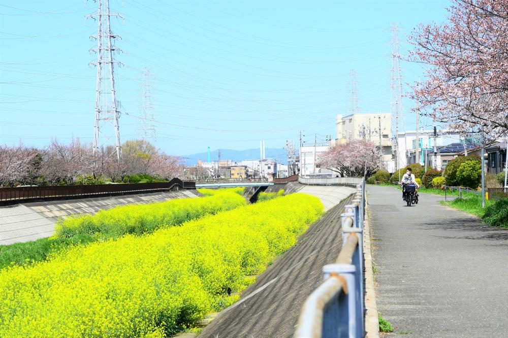 菜の花の写真