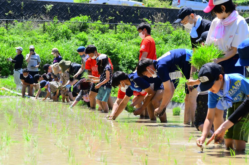 田植えの様子