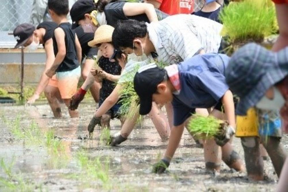 田植えの様子