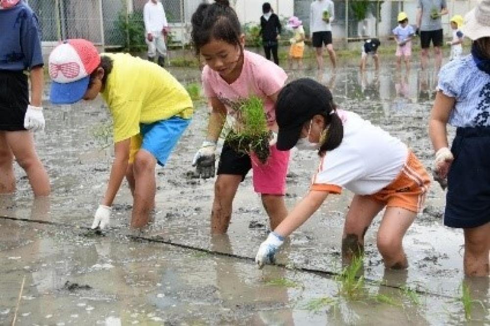 田植えをする子ども