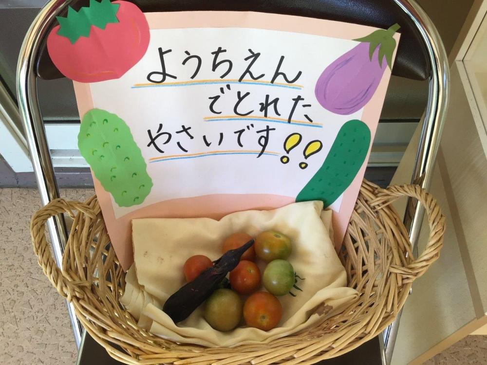 幼稚園で収穫した野菜の展示