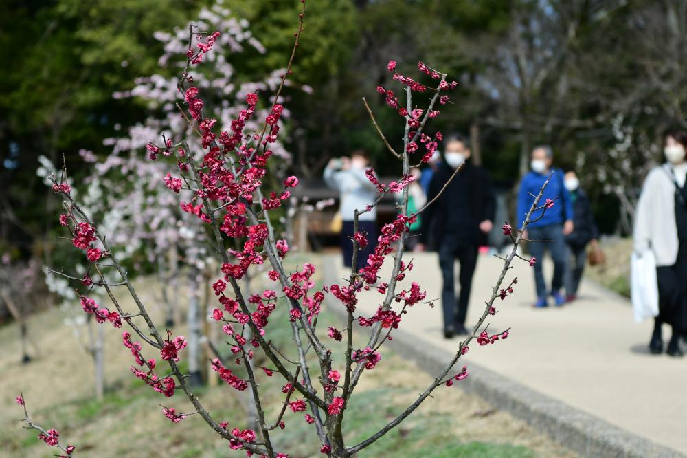 赤色の梅の花