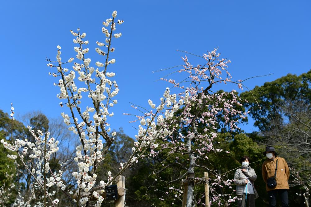 白色の梅の花