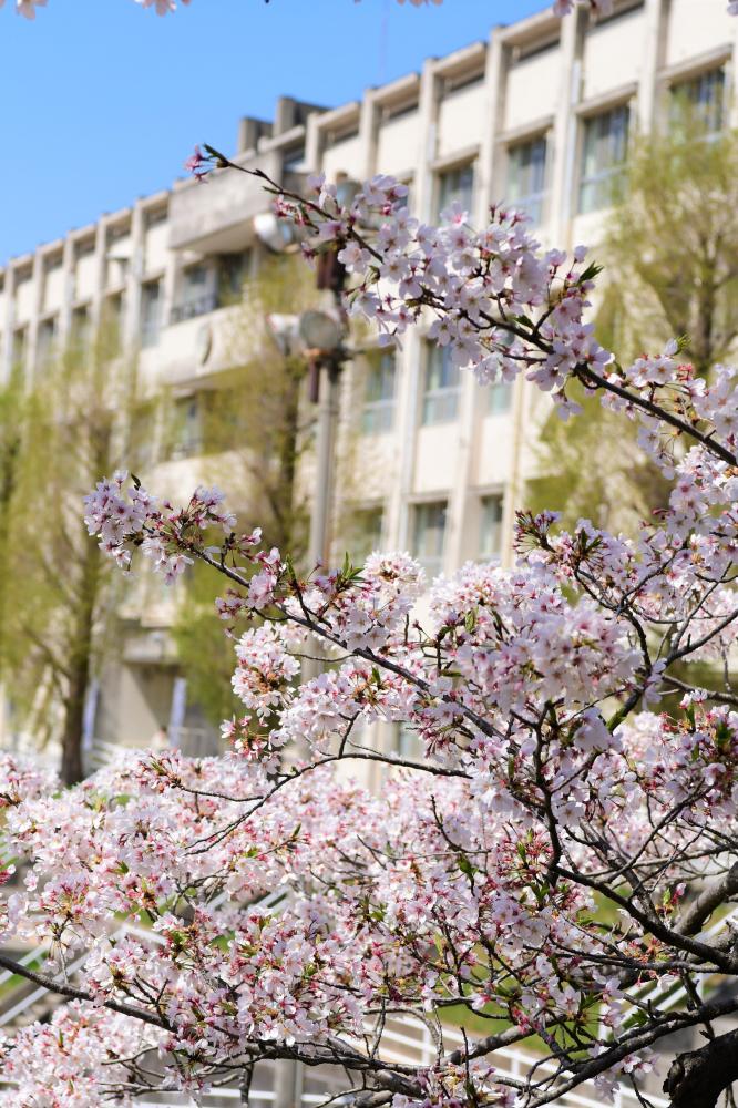 校舎と桜