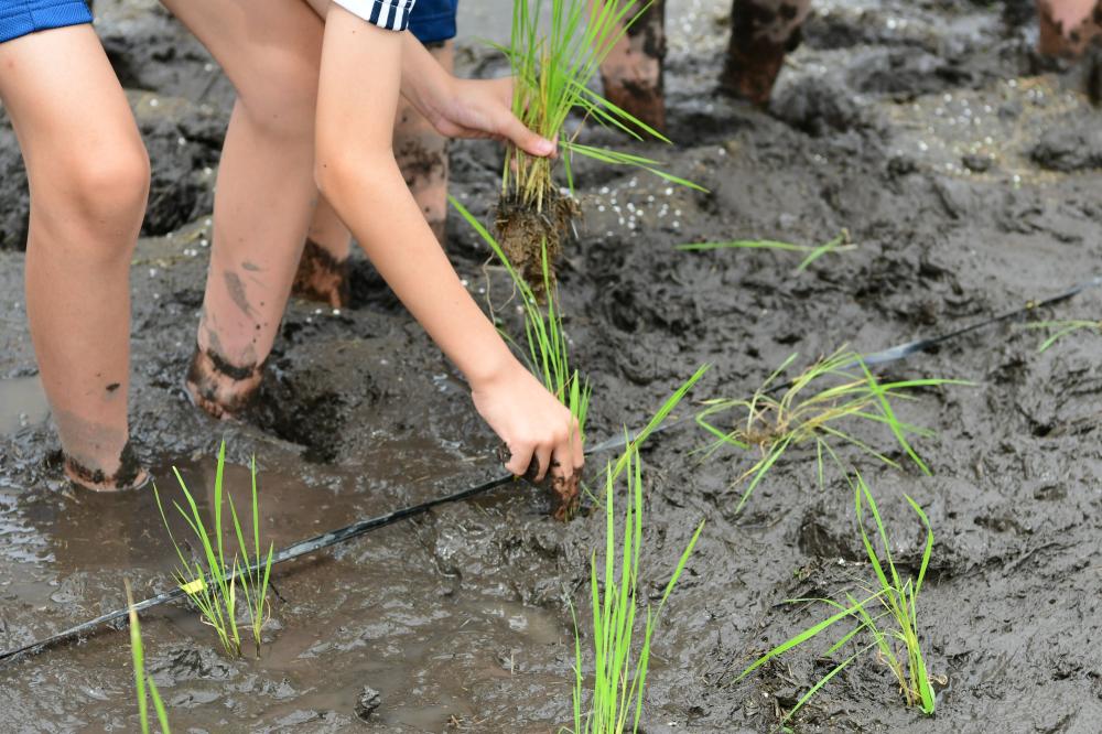 田植えの手元