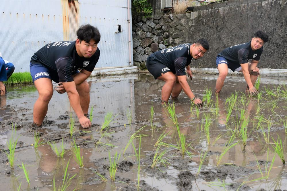 ライナーズの田植えの様子