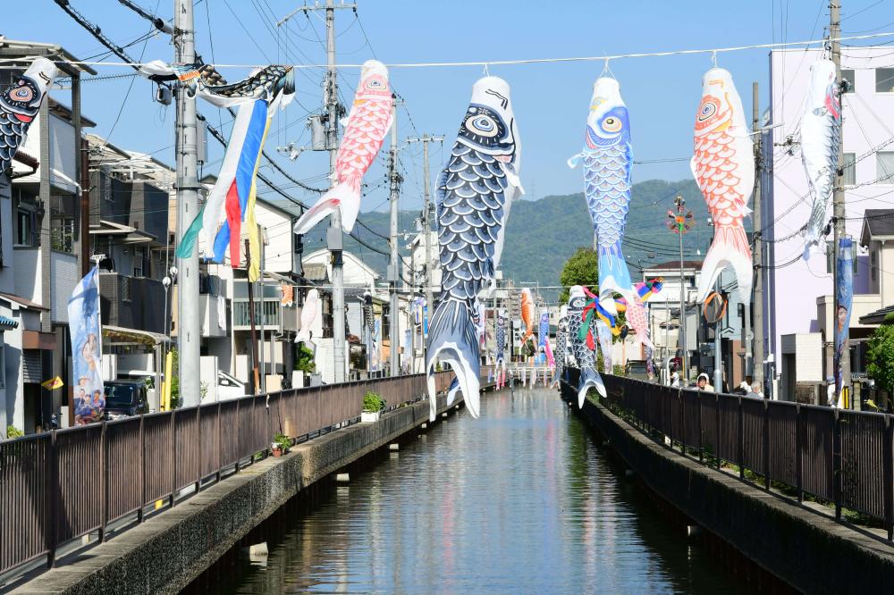 水路の上を泳ぐ鯉のぼり